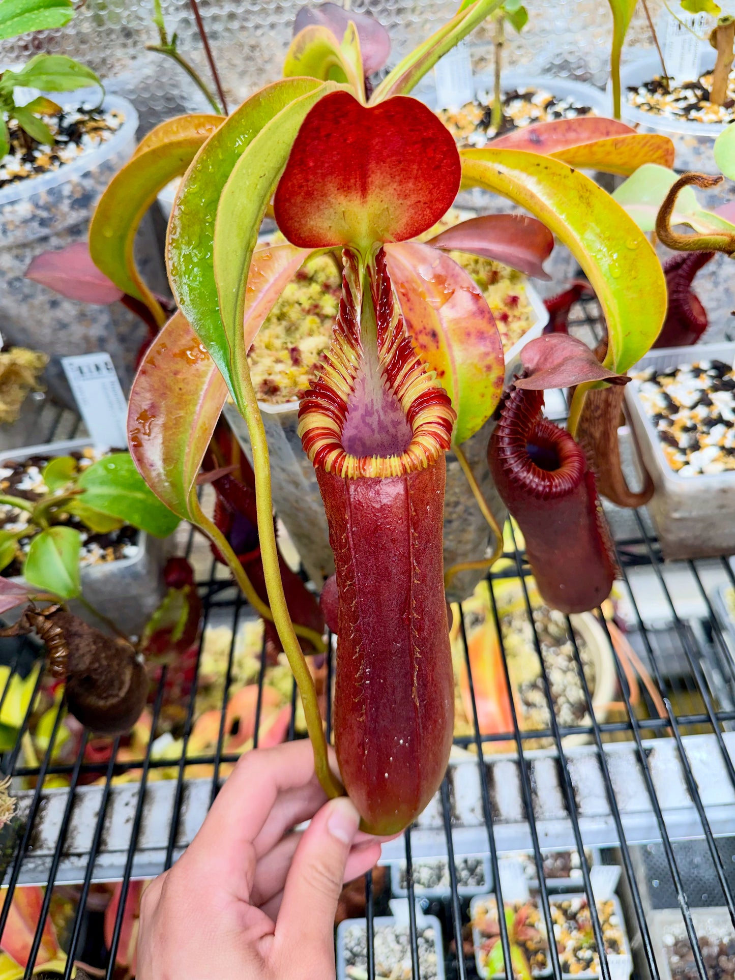 Nepenthes lowii x edwardsiana