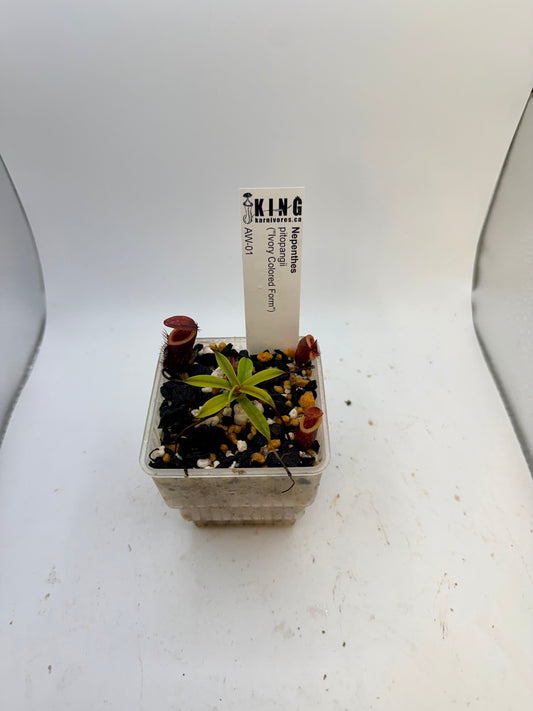 Nepenthes pitopangii "Ivory Colored Form"