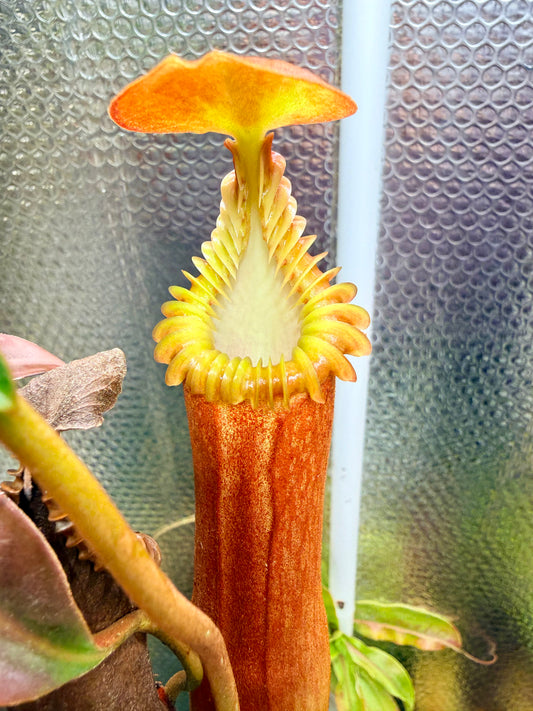 Nepenthes edwardsiana (Tambuyukon)