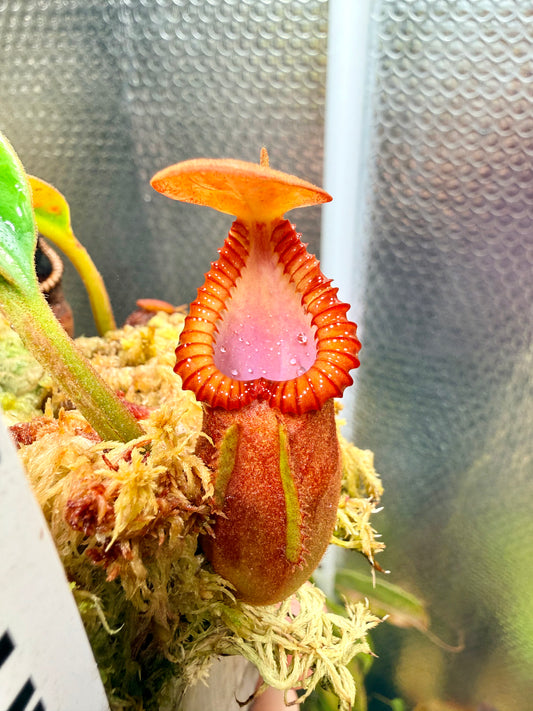 N. macrophylla (Trusmadi)