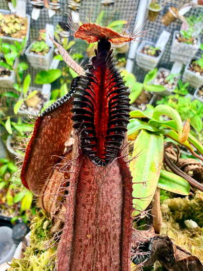 Nepenthes hamata (Gunung Lumut, Sulawesi)