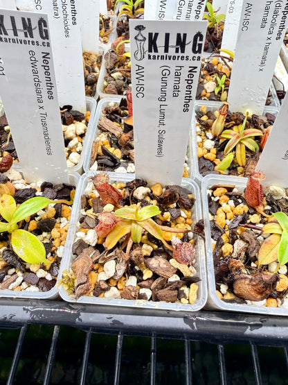 Nepenthes hamata (Gunung Lumut, Sulawesi)