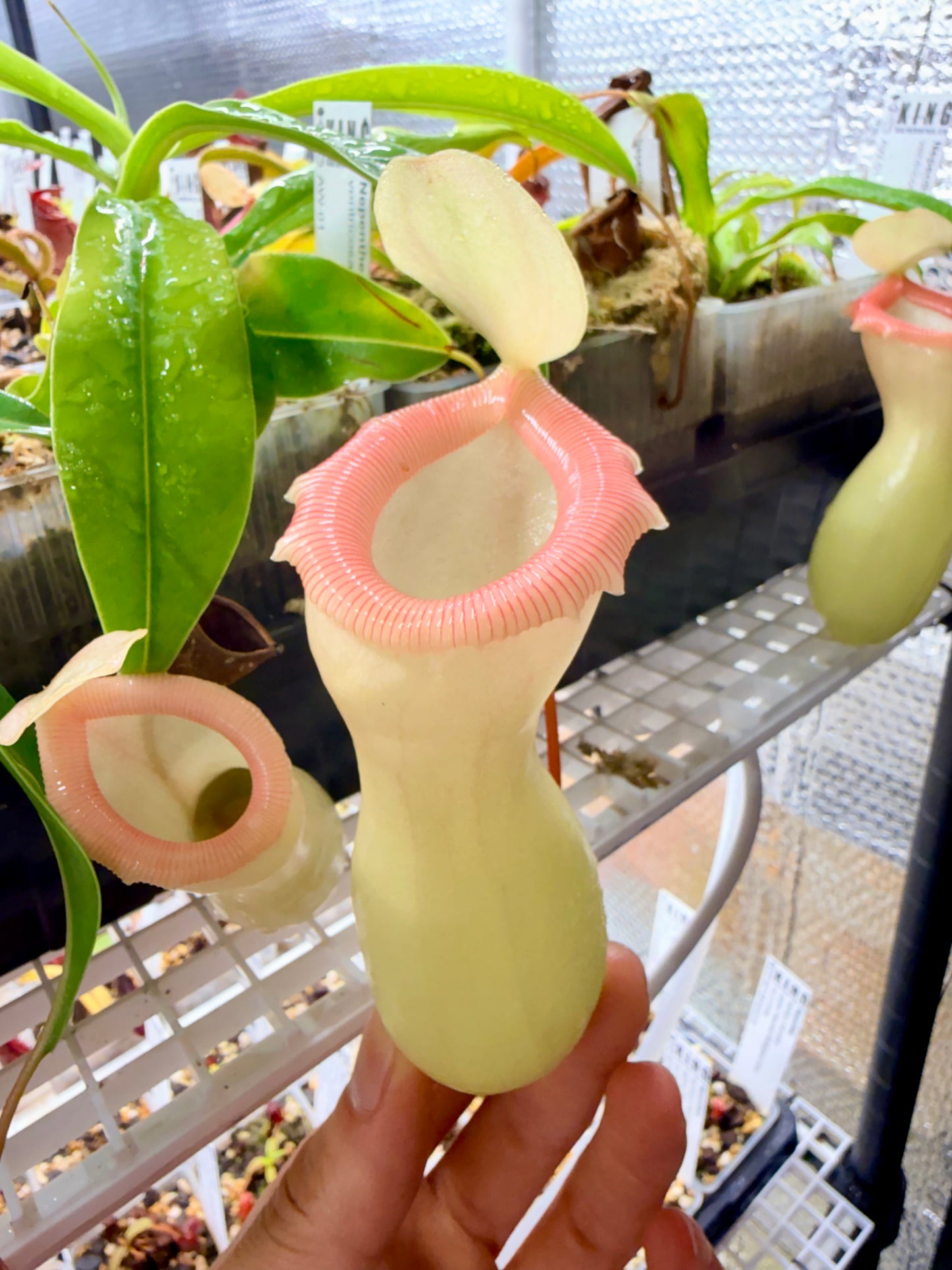 Nepenthes ventricosa "Porcelain" / "Alba"