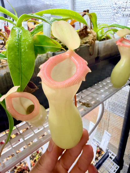Nepenthes ventricosa "Porcelain" / "Alba"