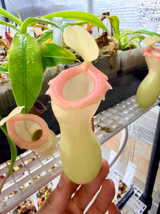 Nepenthes ventricosa "Porcelain" / "Alba"