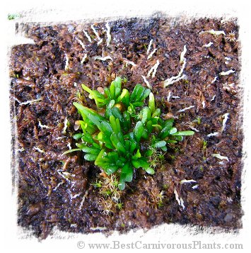 Genlisea aurea {Caparao, MG, Brazil} *BCP Import*