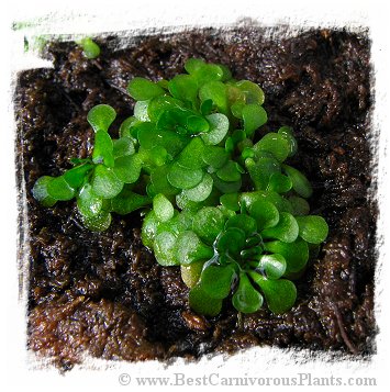 Genlisea aurea {Itacambira, northern MG, Brazil} *BCP Import*