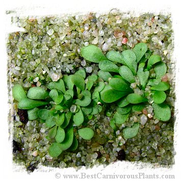 Genlisea hispidula (15 seeds)