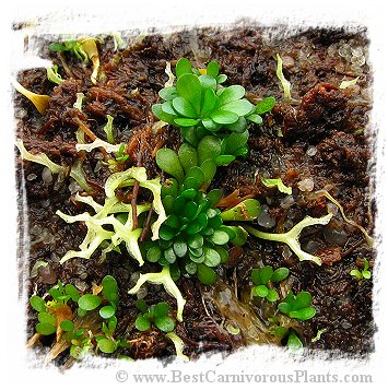 Genlisea margaretae {Madagascar} *BCP Import*