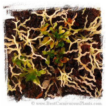 Genlisea margaretae {Madagascar} *BCP Import*