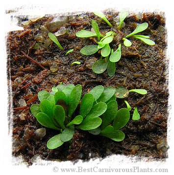 Genlisea repens {Cerro Neblina} *BCP Import*