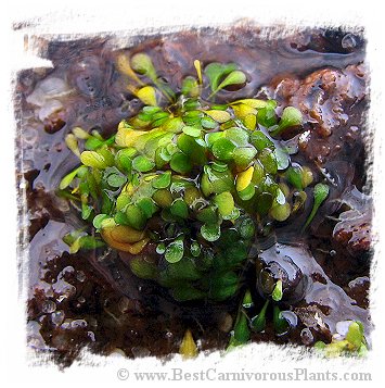 Genlisea nigrocaulis