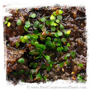 Genlisea nigrocaulis *BCP Import*