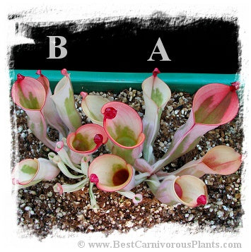 Heliamphora cv. 'BCP Flamingo' / 1+ medium plant, juvenile pitchers, 3-6 cm *BCP Import*