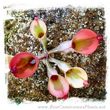 Heliamphora cv. 'BCP Flamingo' / 1+ medium plant, juvenile pitchers, 3-6 cm