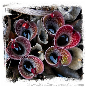 Heliamphora pulchella (8 seeds)