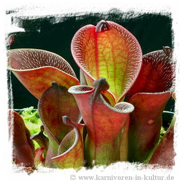 Heliamphora pulchella {mix of clones, Churi Tepui, Venezuela} / 3+ juvenile plants, size 3-7 cm *BCP Import*