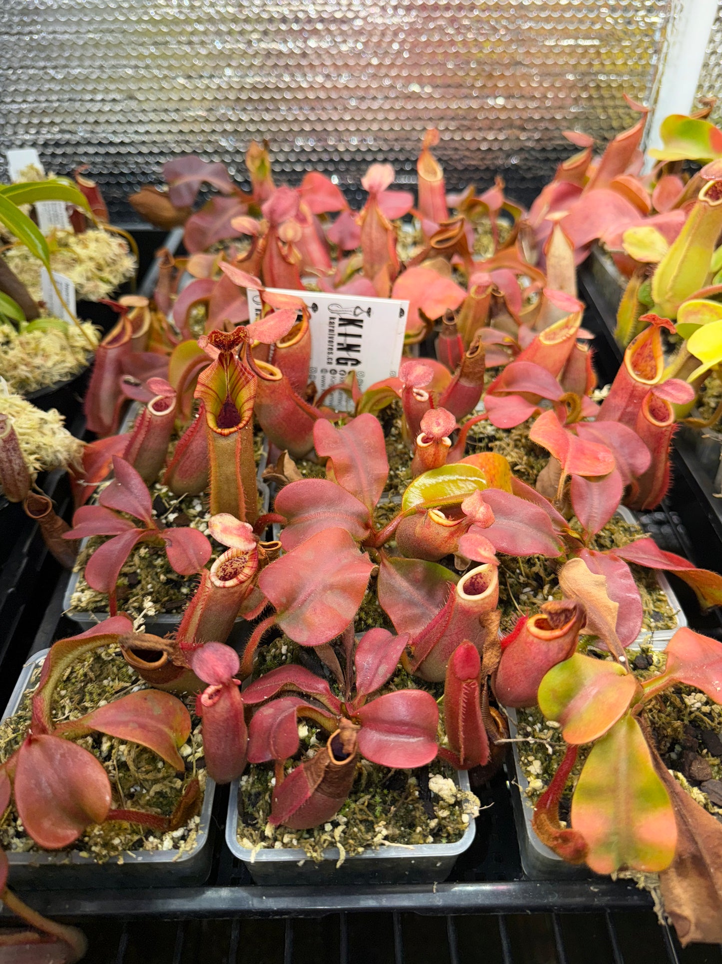 Nepenthes veitchii (K) x (CandyStripe x Candy)