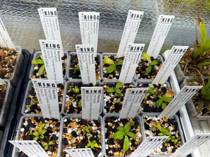 N. macrophylla (Trusmadi)