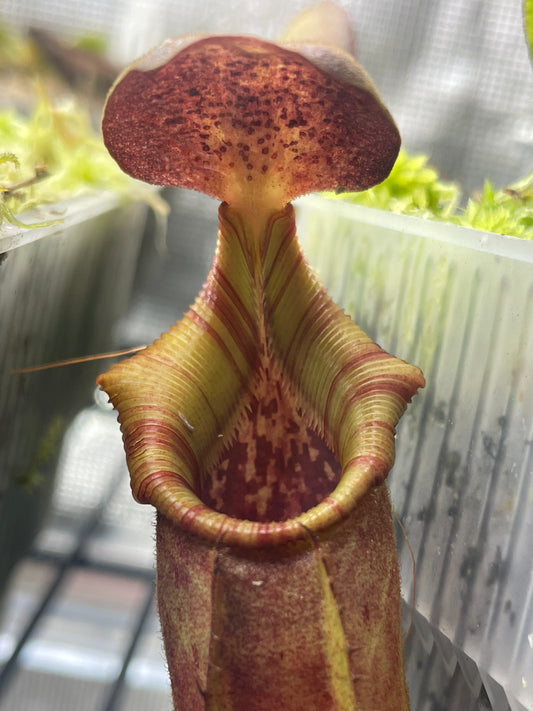 Nepenthes veitchii x lowii