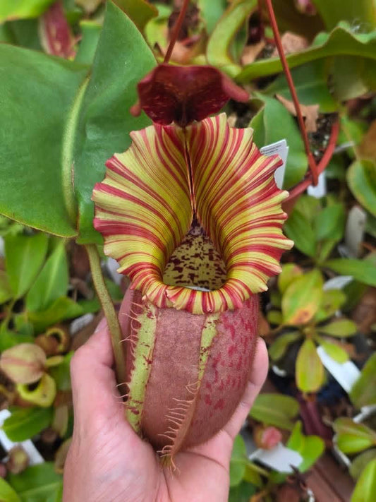 Nepenthes veitchii 'Pretty Orange' x 'Candy Dreams'