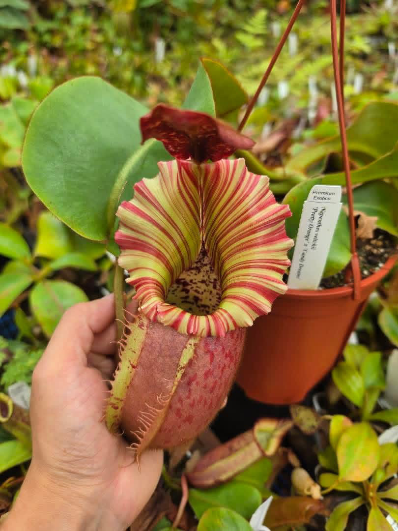 Nepenthes – King Karnivores
