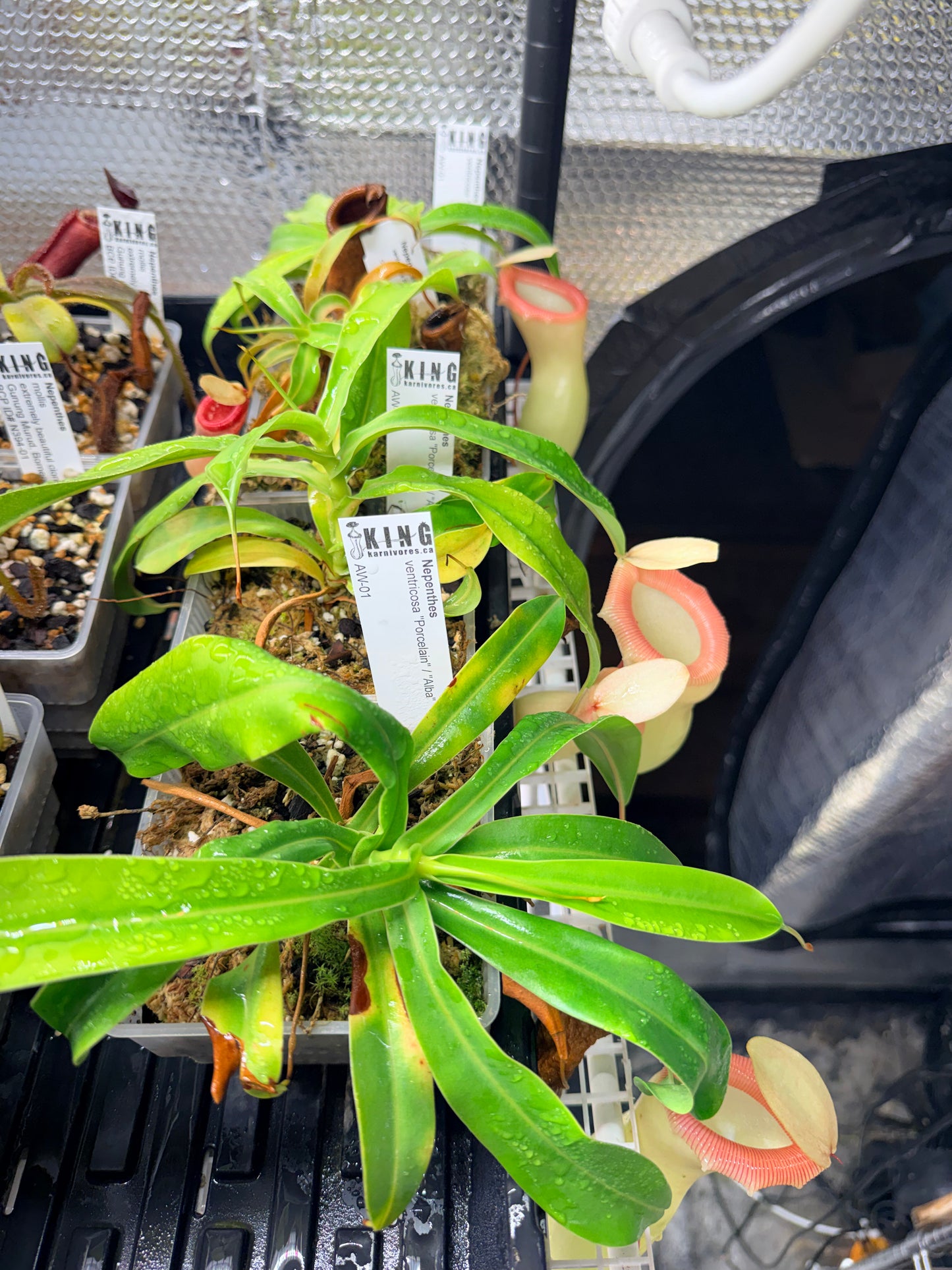 Nepenthes ventricosa "Porcelain" / "Alba"