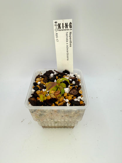 Nepenthes hamata x edwardsiana