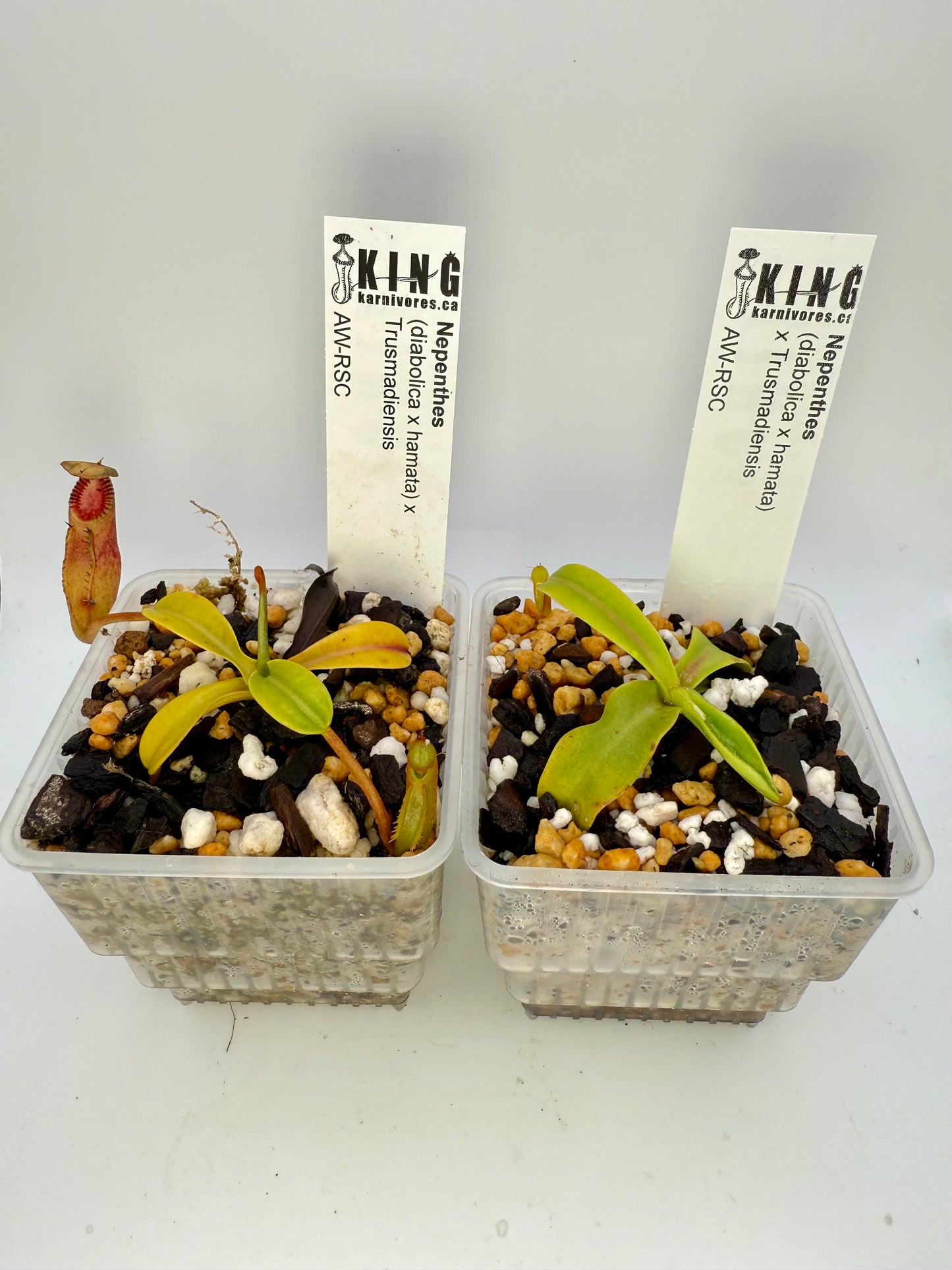 Nepenthes (diabolica x hamata) x Trusmadiensis
