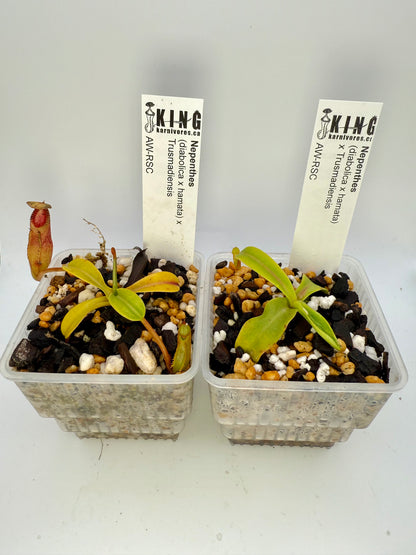 Nepenthes (diabolica x hamata) x Trusmadiensis