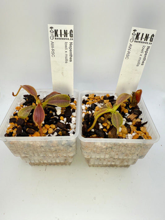 Nepenthes lowii x mollis