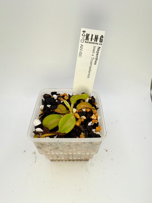 Nepenthes lowii x Trusmadiensis