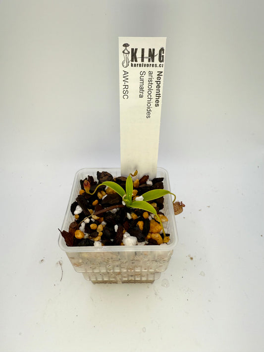 Nepenthes aristolochioides Sumatra