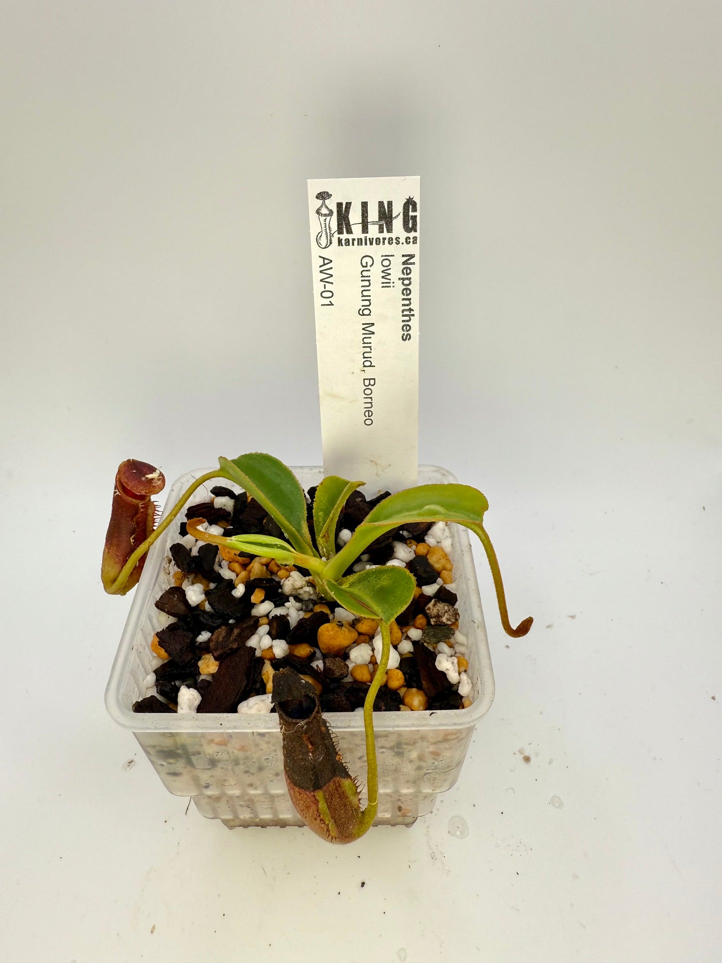 Nepenthes lowii (Gunung Murud, Borneo)