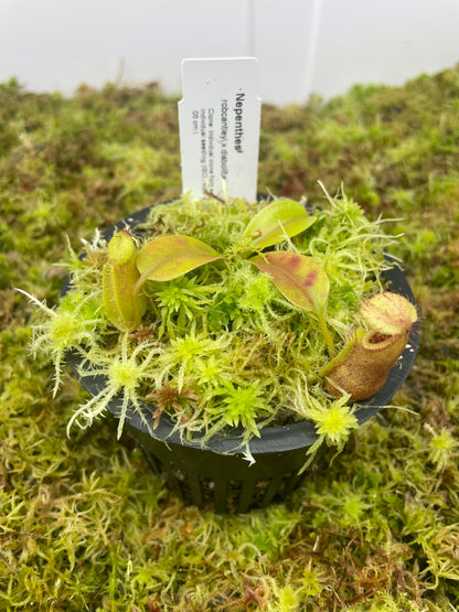 Nepenthes robcantleyi x diabolica