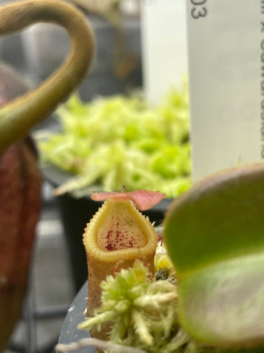 Nepenthes veitchii x edwardsiana