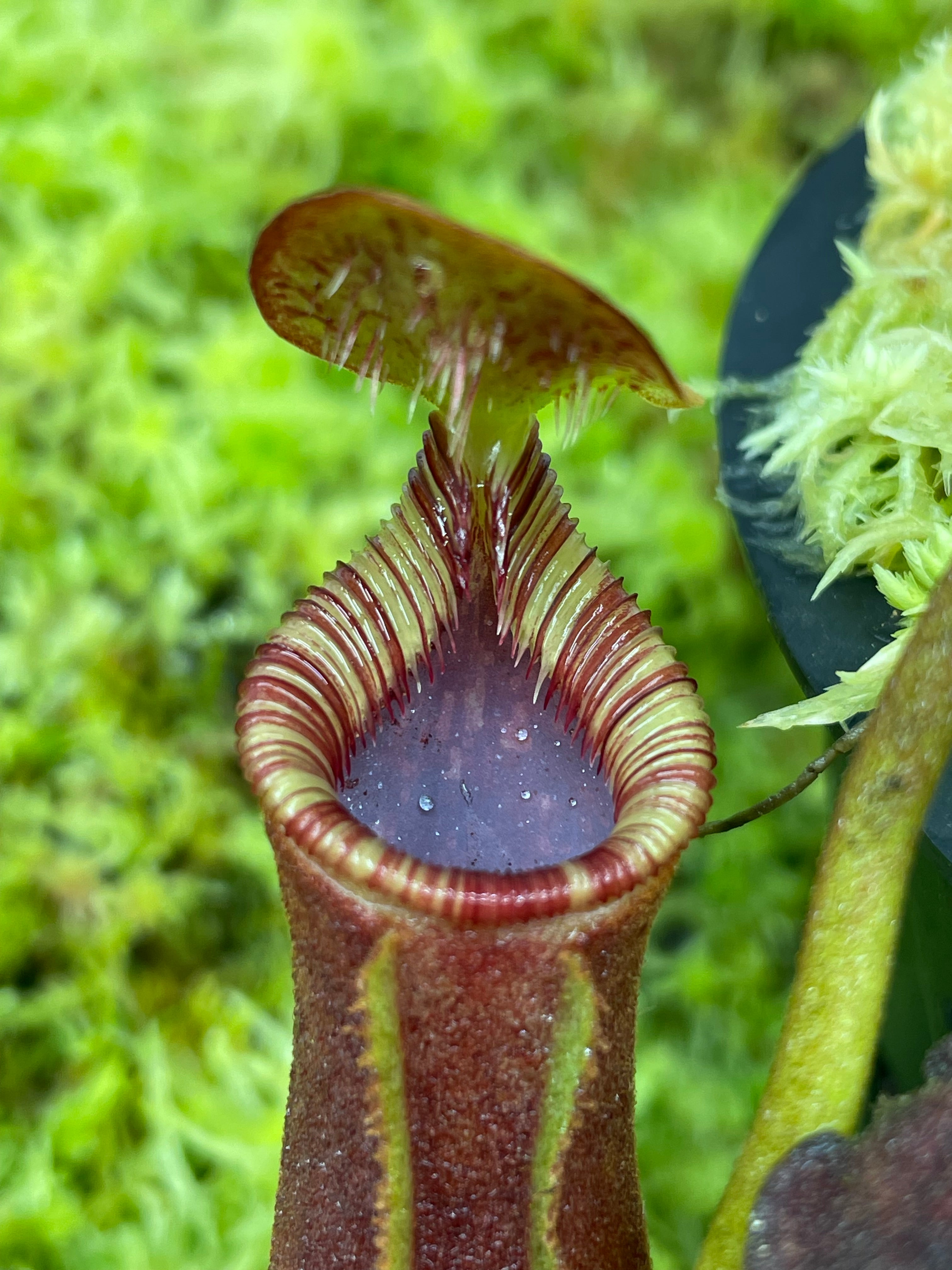 Nepenthes lowii (Gunung Murud, Borneo) – King Karnivores