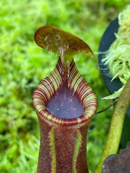 Nepenthes lowii (Gunung Murud, Borneo)
