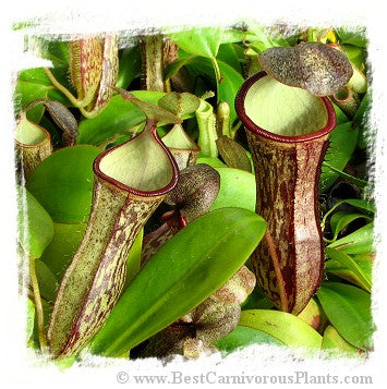 Nepenthes adnata x campanulata / 2+ plants, 4-12 cm *BCP Import* *Bonus Eligible*