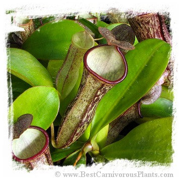 Nepenthes adnata x campanulata / 2+ plants, 4-12 cm
