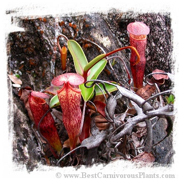 Nepenthes alba {mix of clones, Gunung Tahan, Peninsular Malaysia} / 1 plant, size 5-15 cm *BCP Import* *Bonus Eligible*