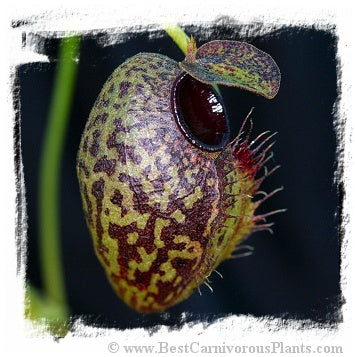 Nepenthes aristolochioides x ? {probably natural hybrid} / 2+ plant, size 3-5 cm