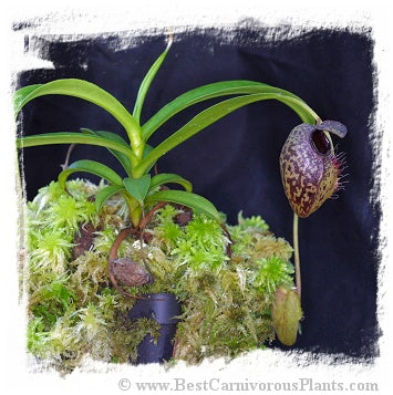 Nepenthes aristolochioides / 1 plant, size 2-5 cm *BCP Import*