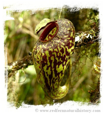 Nepenthes aristolochioides / 1 plant, size 2-5 cm *BCP Import*