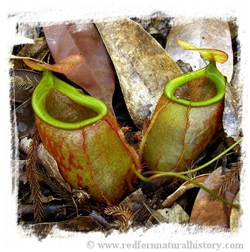 Nepenthes bellii {Mindanao, Philippines} / 1+ plants, size 3-6 cm