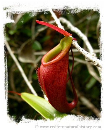 Nepenthes bellii {Mindanao, Philippines} / 1+ plants, size 3-6 cm *BCP Import* *Bonus Eligible*