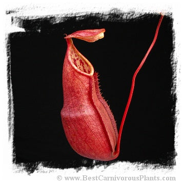 Nepenthes benstonei {Bukit Bakar, Kelantan, Malaysia} / 1+ plant, size 5-12 cm