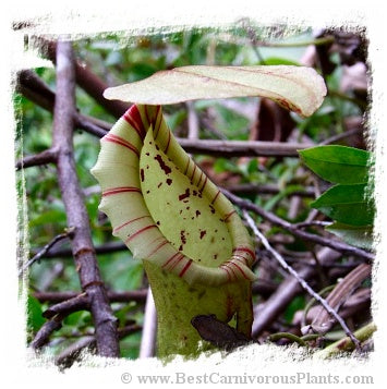Nepenthes boschiana {Gunung Sakumbang, Meratus Mts., Kalimantan, Indonesia} / 1 plant, size 5-15 cm