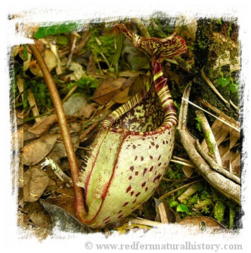 Nepenthes burbidgeae {seedgrown individuals, Kinabalu area, Sabah, Malaysia} / 1 plant, size 4-8 cm
