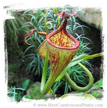 Nepenthes eymae {seedgrown individual, Gunung Tambusisi, Morowali Nature Reserve, central Sulawesi, Indonesia} / 1 plant, size 10-15 cm